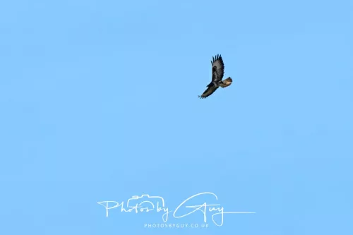 23 April 2026 - Ettrick Bay , Isle of Bute, Scotland - Buzzard