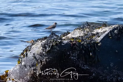 23 April 2026 - Ettrick Bay , Isle of Bute, Scotland - Sandpiper