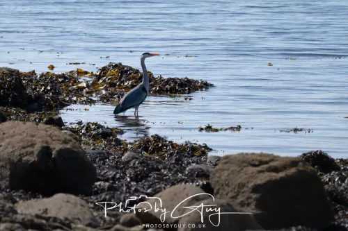 23 April 2026 - Ettrick Bay , Isle of Bute, Scotland - Heron