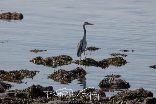 23 April 2026 - Ettrick Bay , Isle of Bute, Scotland - Heron