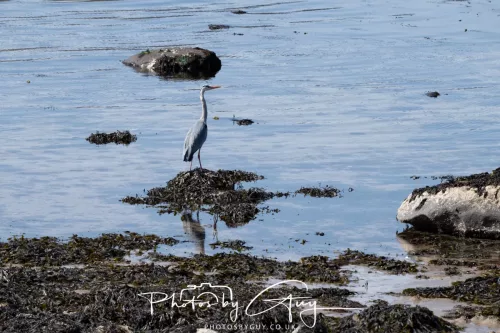 23 April 2026 - Ettrick Bay , Isle of Bute, Scotland - Heron