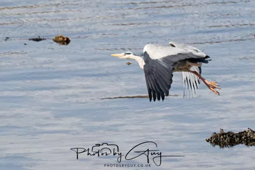 23 April 2026 - Ettrick Bay , Isle of Bute, Scotland - Heron