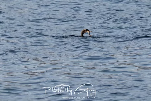 23 April 2026 - Ettrick Bay , Isle of Bute, Scotland - Shag