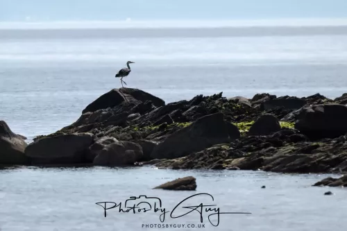 23 April 2026 - Ettrick Bay , Isle of Bute, Scotland - Heron