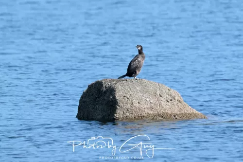 23 April 2026 - Ettrick Bay , Isle of Bute, Scotland - Shag