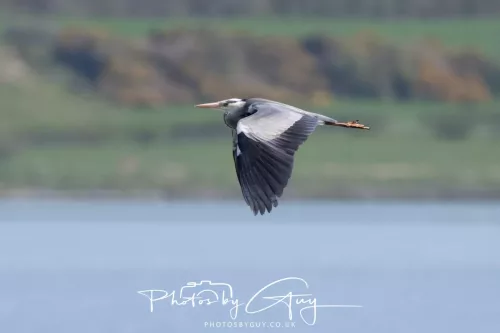 23 April 2026 - Ettrick Bay , Isle of Bute, Scotland - Heron