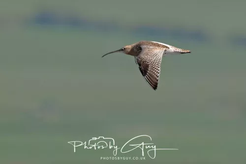 23 April 2026 - Ettrick Bay , Isle of Bute, Scotland - Curlew