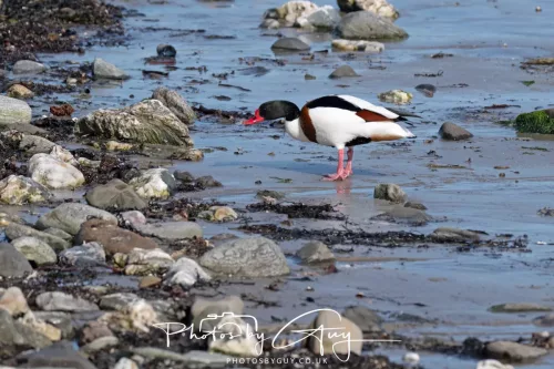 23 April 2026 - Ettrick Bay , Isle of Bute, Scotland - Shellduck