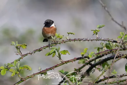 23 April 2026 - Ettrick Bay , Isle of Bute, Scotland - Stonechat