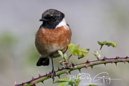 23 April 2026 - Ettrick Bay , Isle of Bute, Scotland - Stonechat