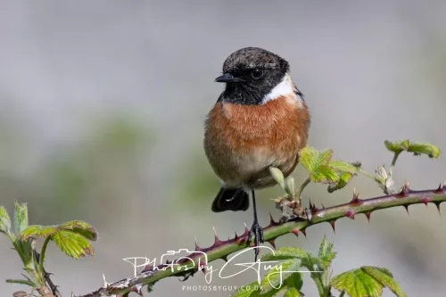 23 April 2026 - Ettrick Bay , Isle of Bute, Scotland - Stonechat