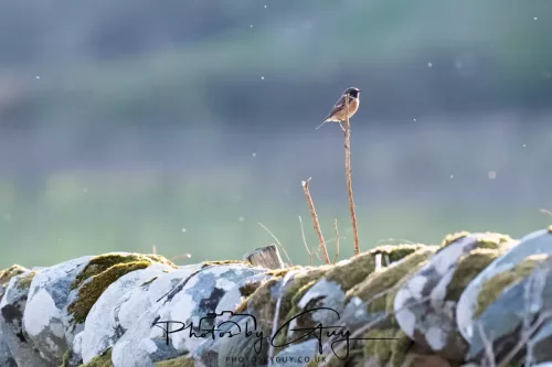23 April 2026 - Scalpsie Bay, Isle of Bute, Scotland - Stonechat