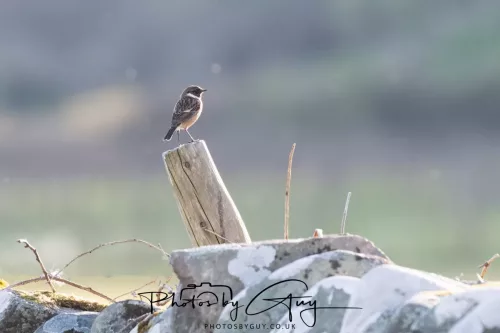 23 April 2026 - Scalpsie Bay, Isle of Bute, Scotland - Stonechat