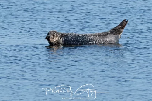 23 April 2026 - Scalpsie Bay, Isle of Bute, Scotland - Seal