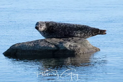 23 April 2026 - Scalpsie Bay, Isle of Bute, Scotland - Seal