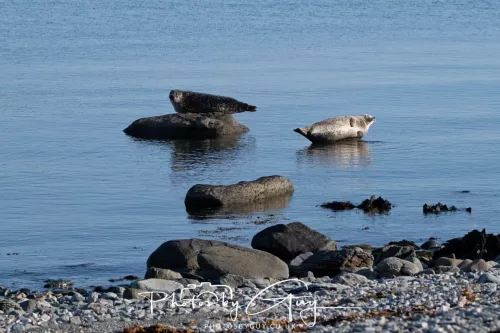 23 April 2026 - Scalpsie Bay, Isle of Bute, Scotland - Seal