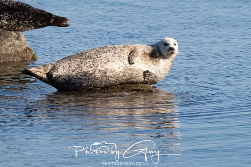 23 April 2026 - Scalpsie Bay, Isle of Bute, Scotland - Seal