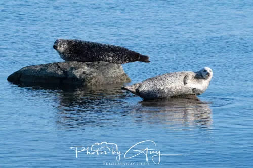 23 April 2026 - Scalpsie Bay, Isle of Bute, Scotland - Seal