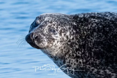 23 April 2026 - Scalpsie Bay, Isle of Bute, Scotland - Seal