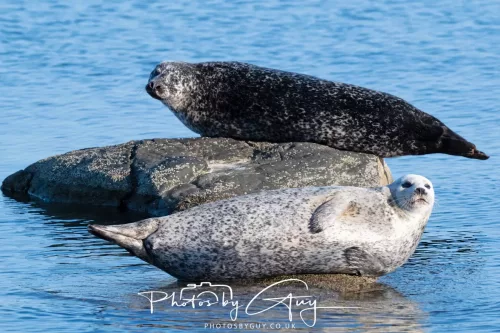 23 April 2026 - Scalpsie Bay, Isle of Bute, Scotland - Seal