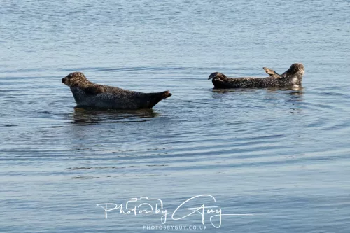 23 April 2026 - Scalpsie Bay, Isle of Bute, Scotland - Seal