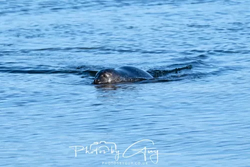 23 April 2026 - Scalpsie Bay, Isle of Bute, Scotland - Seal