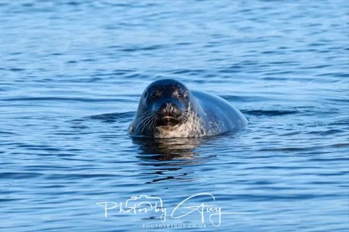 _AP58807-23 April 2026 - Scalpsie Bay, Isle of Bute, Scotland - Seal