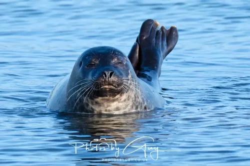23 April 2026 - Scalpsie Bay, Isle of Bute, Scotland - Seal