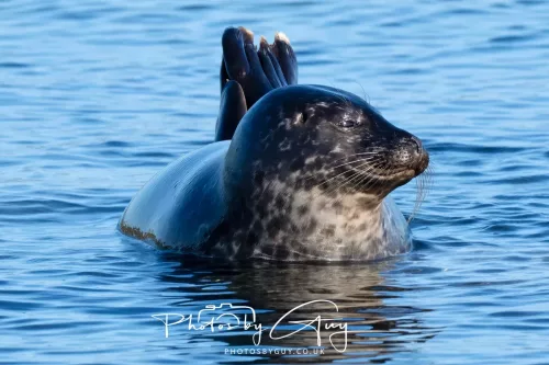 23 April 2026 - Scalpsie Bay, Isle of Bute, Scotland - Seal