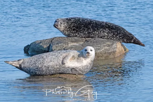 23 April 2026 - Scalpsie Bay, Isle of Bute, Scotland - Seal