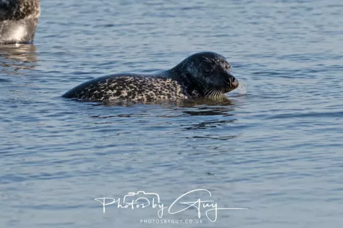 23 April 2026 - Scalpsie Bay, Isle of Bute, Scotland - Seal