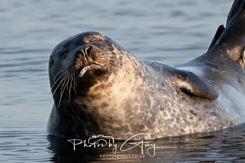 23 April 2026 - Scalpsie Bay, Isle of Bute, Scotland - Seal