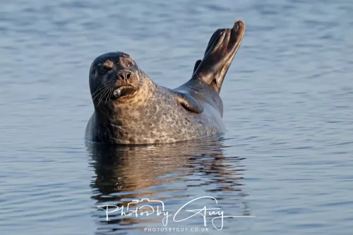 23 April 2026 - Scalpsie Bay, Isle of Bute, Scotland - Seal