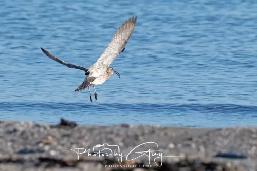 23 April 2026 - Scalpsie Bay, Isle of Bute, Scotland - Curlew