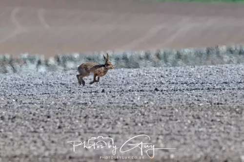 24 April 2026 - Stravanan Bay, Isle of Bute - Hare in Heat Haze