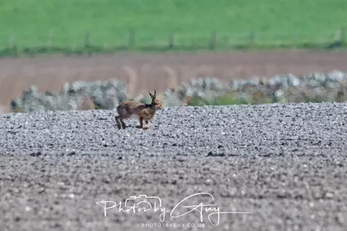 24 April 2026 - Stravanan Bay, Isle of Bute - Hare in Heat Haze