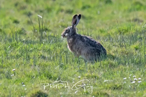 24 April 2026 - Stravanan Bay, Isle of Bute - Hare in Heat Haze