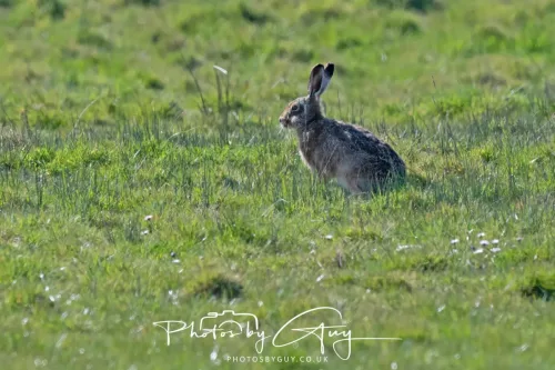 24 April 2026 - Stravanan Bay, Isle of Bute - Hare in Heat Haze