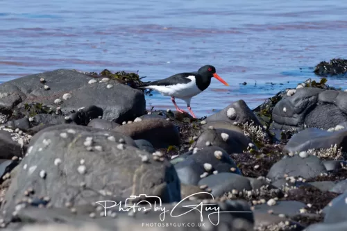 24 April 2026 - Stravanan Bay, Isle of Bute - Oyster Catcher
