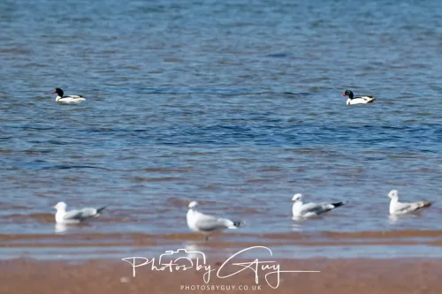 24 April 2026 - Stravanan Bay, Isle of Bute - `shellack