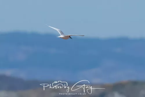 24 April 2026 - Stravanan Bay, Isle of Bute - Sandwich Tern