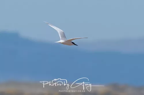 24 April 2026 - Stravanan Bay, Isle of Bute - Sandwich Tern