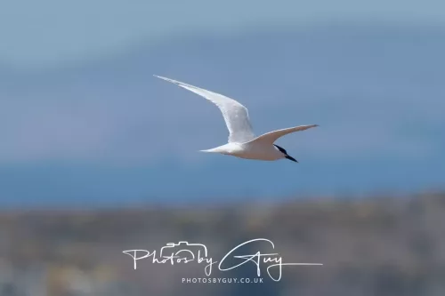 24 April 2026 - Stravanan Bay, Isle of Bute - Sandwich Tern