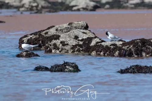 24 April 2026 - Stravanan Bay, Isle of Bute - Sandwich Tern
