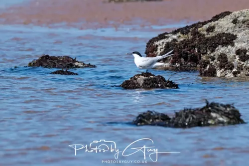 24 April 2026 - Stravanan Bay, Isle of Bute - Sandwich Tern