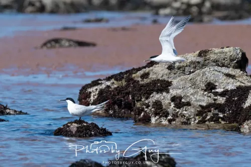 24 April 2026 - Stravanan Bay, Isle of Bute - Sandwich Tern