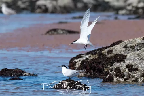 24 April 2026 - Stravanan Bay, Isle of Bute - Sandwich Tern