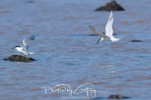 24 April 2026 - Stravanan Bay, Isle of Bute - Sandwich Tern