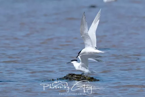 24 April 2026 - Stravanan Bay, Isle of Bute - Sandwich Tern