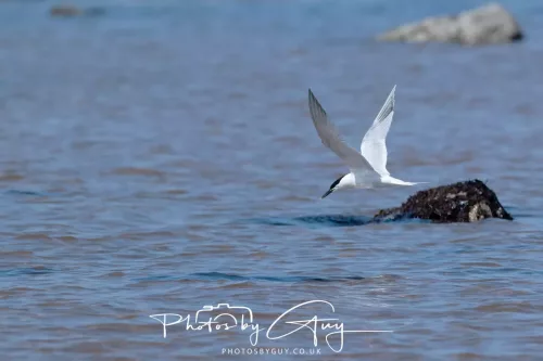 _AP5946324 April 2026 - Stravanan Bay, Isle of Bute - Sandwich Tern